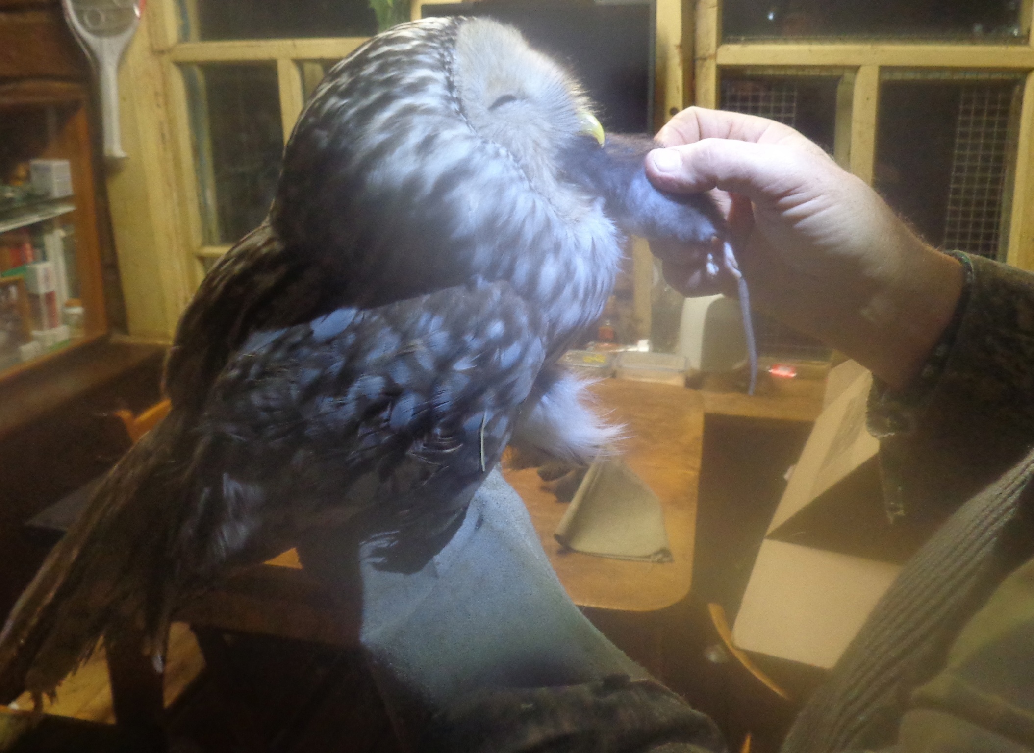 Жители Тверской области спасли умирающую на дороге сову