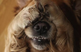 Специалисты составили топ-5 грубых ошибок, которые допускают собаководы