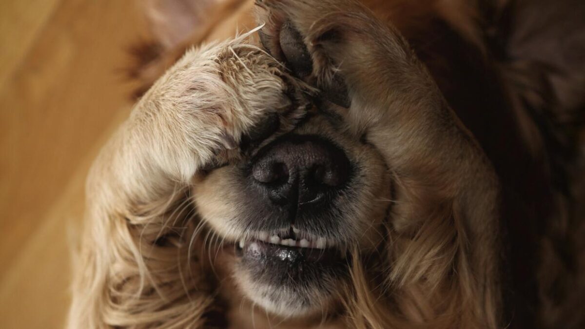 Специалисты составили топ-5 грубых ошибок, которые допускают собаководы