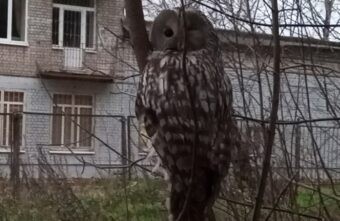 Жители Твери спасли сову от нападавших на нее ворон Жители Твери спасли сову от нападавших на нее ворон