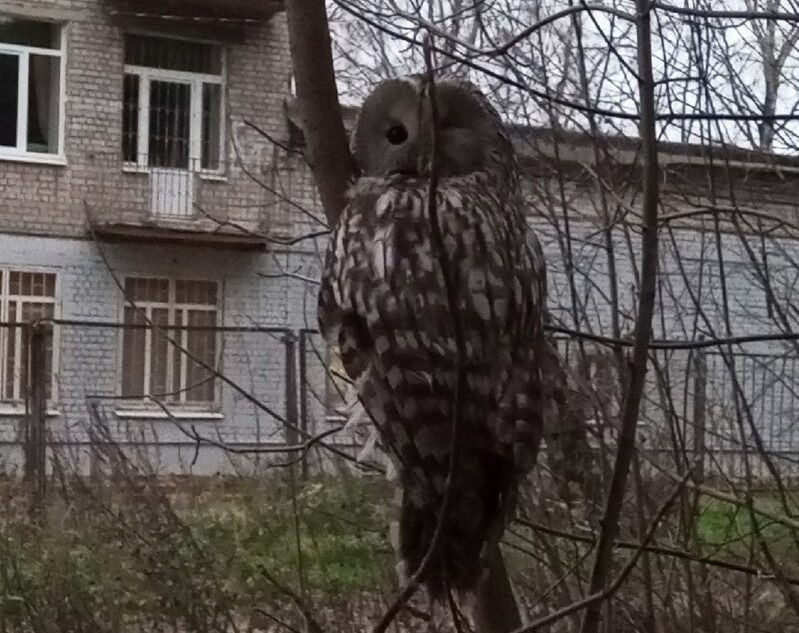 Жители Твери спасли сову от нападавших на нее ворон