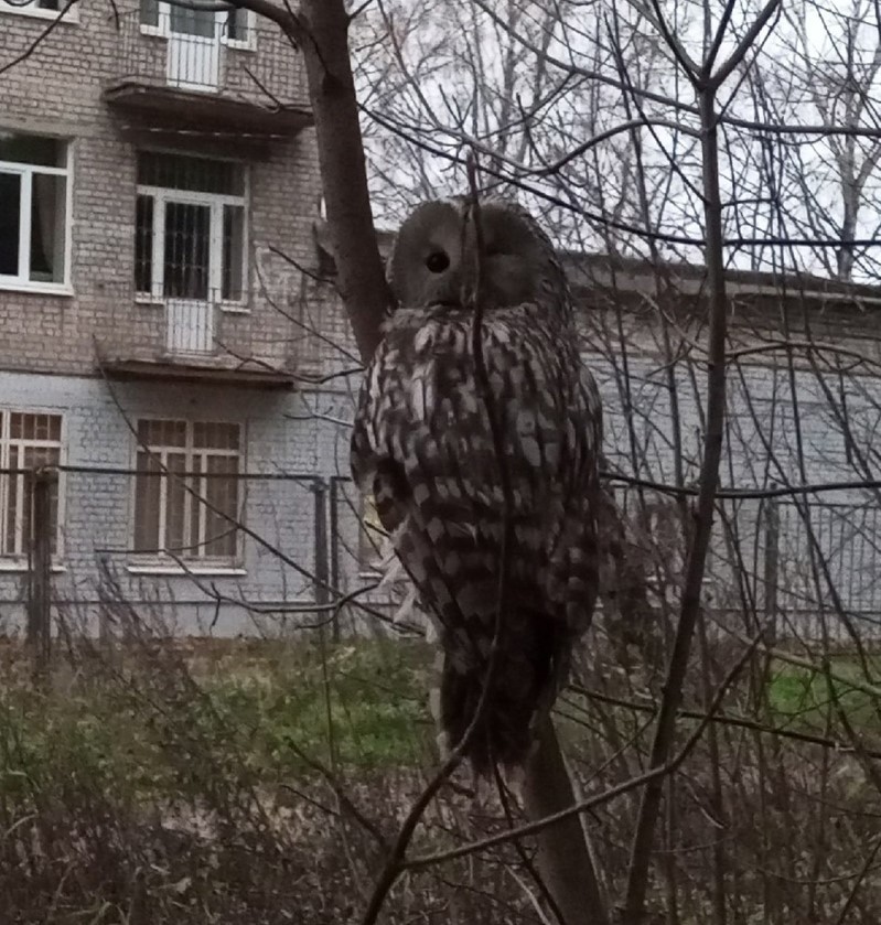 Жители Твери спасли сову от нападавших на нее ворон