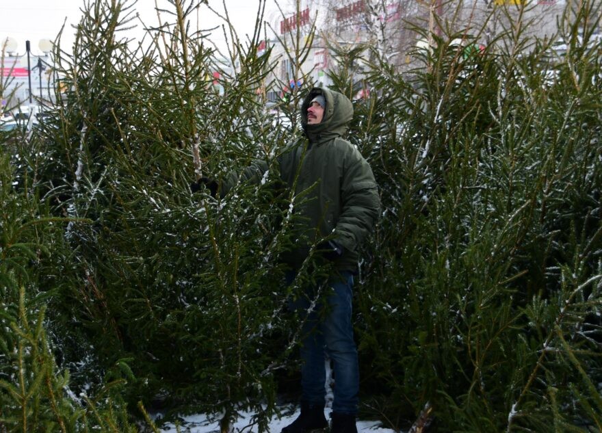 Ёлочные базары откроются в Твери с 20 декабря