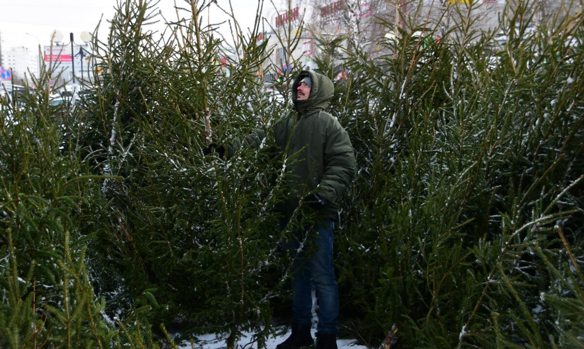 Ёлочные базары откроются в Твери с 20 декабря