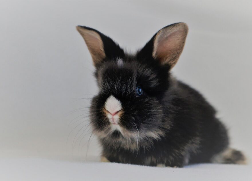 Двуликий символ: как встретить Новый год, чтобы порадовать кролика и кота  