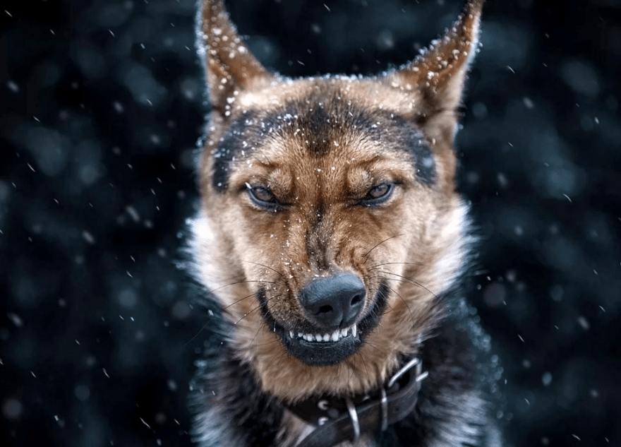 Ветеринары ищут собак, напавших на ребенка в Твери