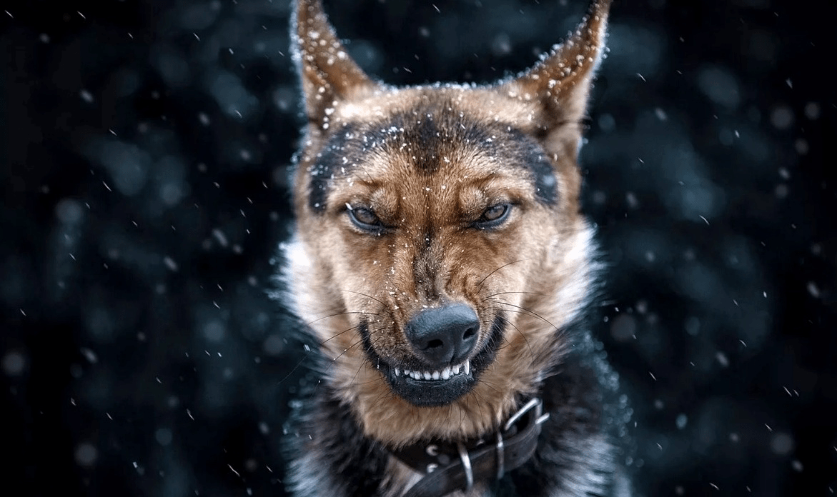 Ветеринары ищут собак, напавших на ребенка в Твери