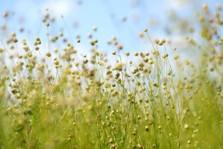 Научные организации Тверской области получат гранты на производство льна-долгунца Научные организации Тверской области получат гранты на производство льна-долгунца