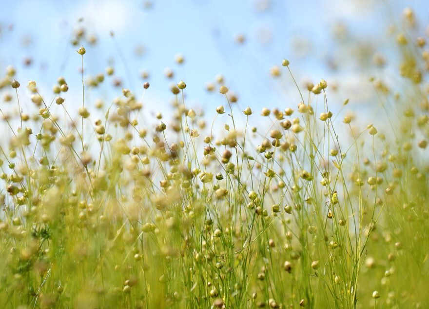 Научные организации Тверской области получат гранты на производство льна-долгунца