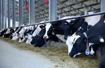 Сельскохозяйственные предприятия Тверской области в 2022 году нарастили объемы производства молока