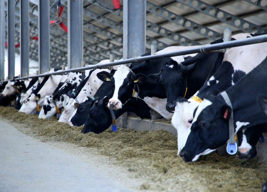 Сельскохозяйственные предприятия Тверской области в 2022 году нарастили объемы производства молока