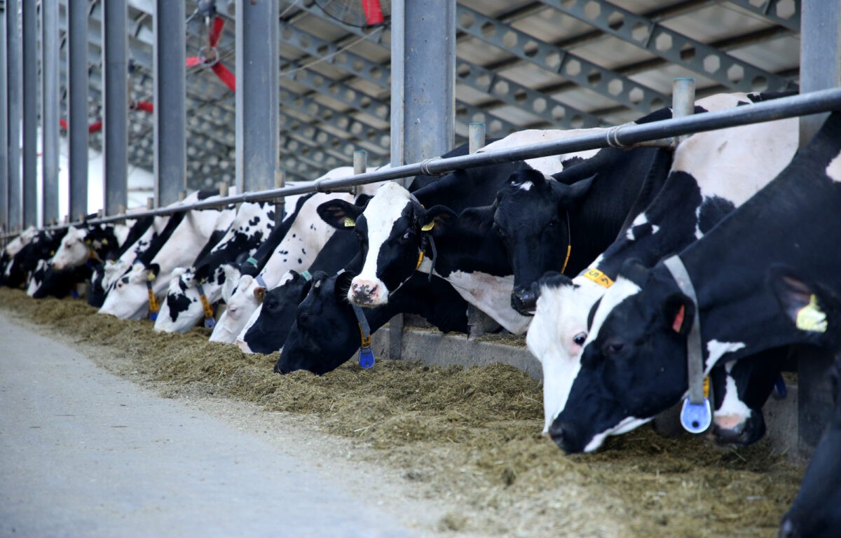 Сельскохозяйственные предприятия Тверской области в 2022 году нарастили объемы производства молока
