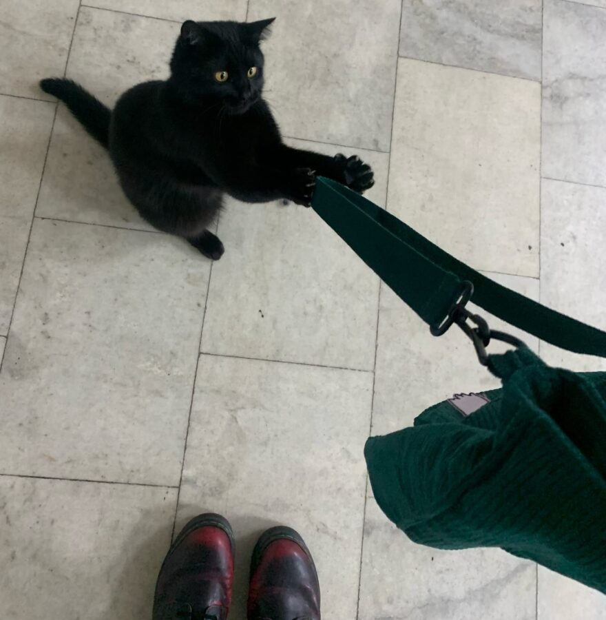 Черный Лаки захватил всю тверскую академию