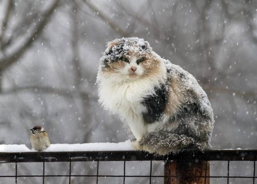 После потепления в Тверской области сильно похолодает