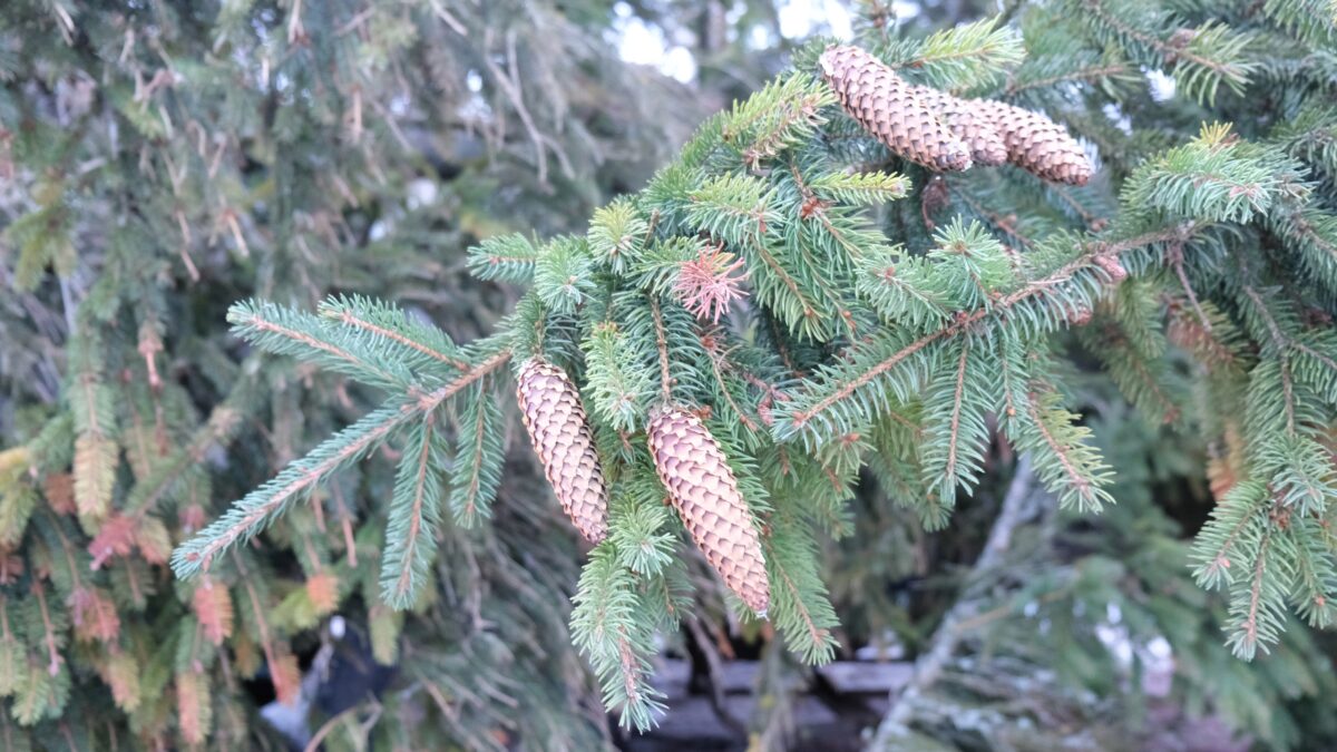 Скромная городская елка станет героиней праздничных гуляний в Тверской области