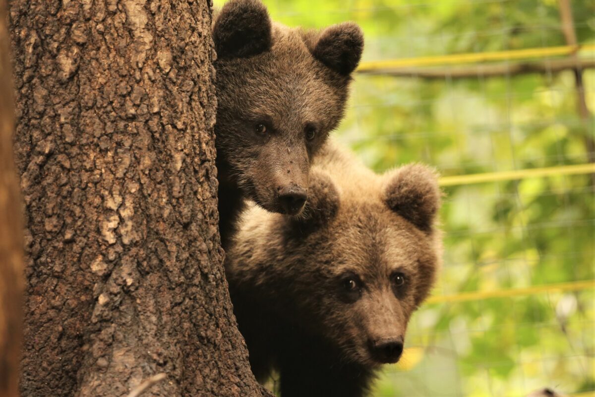 Лучшие друзья: медвежата Ёжик и Веснушкин будут зимовать вместе