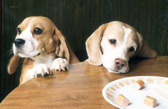 Кинологи назвали причины постоянного чувства голода у собак Кинологи назвали причины постоянного чувства голода у собак