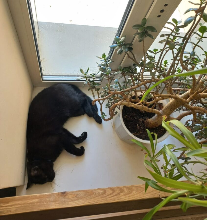 Черный Лаки захватил всю тверскую академию