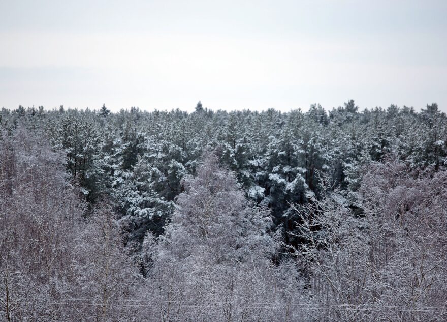 В Тверской области усилили охрану лесов от незаконных рубок