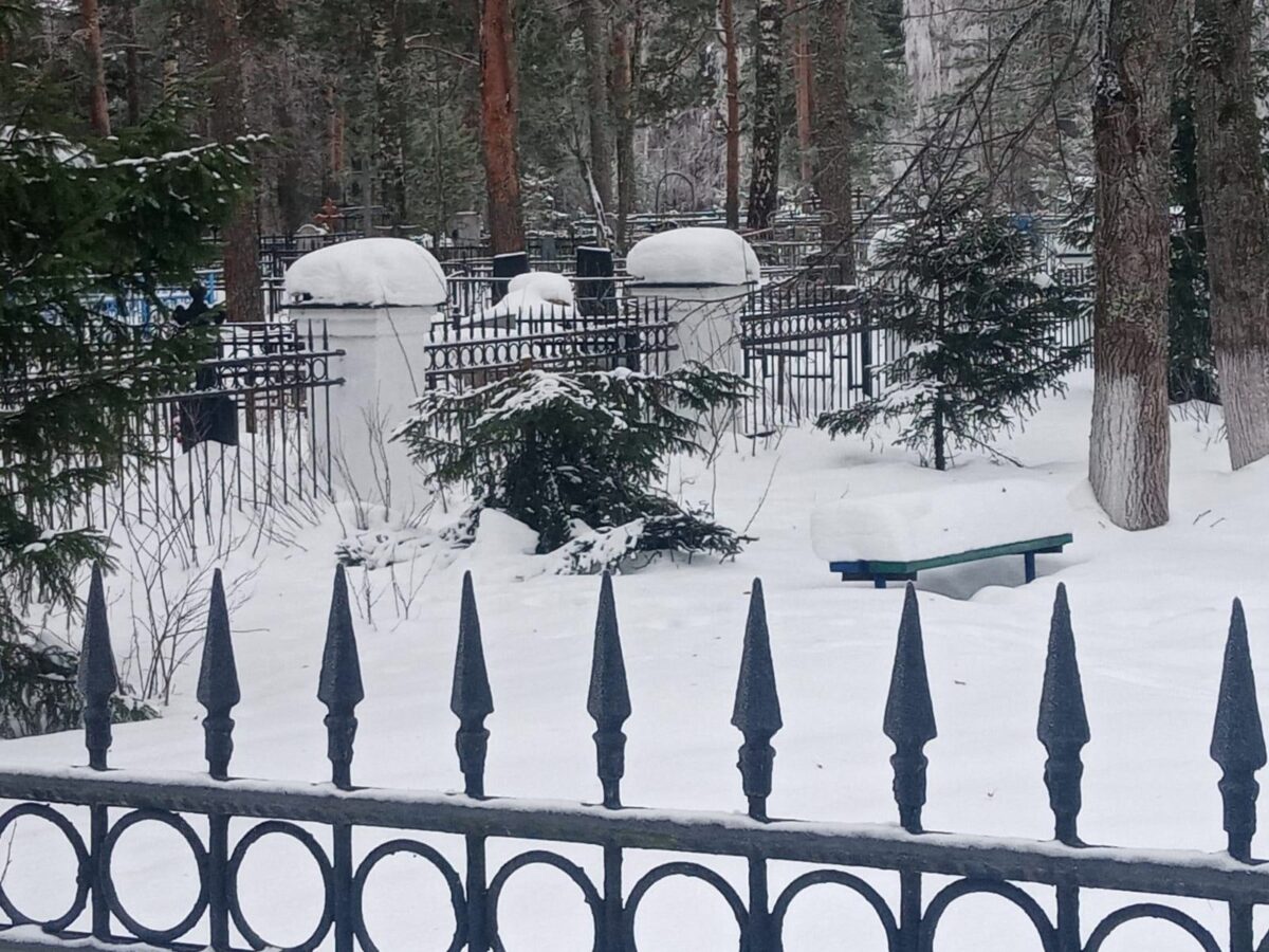 Вандалы срубили новогодние елки на воинском захоронении в Тверской области  | ТОП Тверь новости