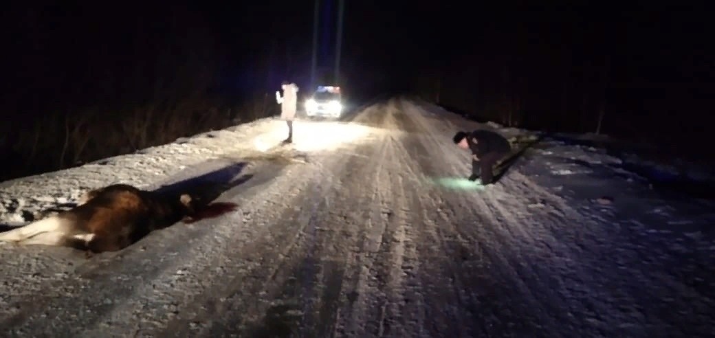 В Тверской области разыскивают водителя, бросившего сбитого лося на дороге