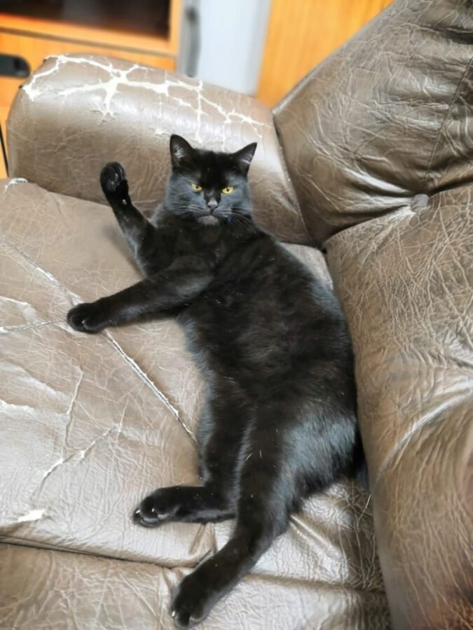 Черный Лаки захватил всю тверскую академию