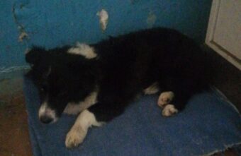 В Твери собака, которую сбил водитель, нуждается в помощи В Твери собака, которую сбил водитель, нуждается в помощи