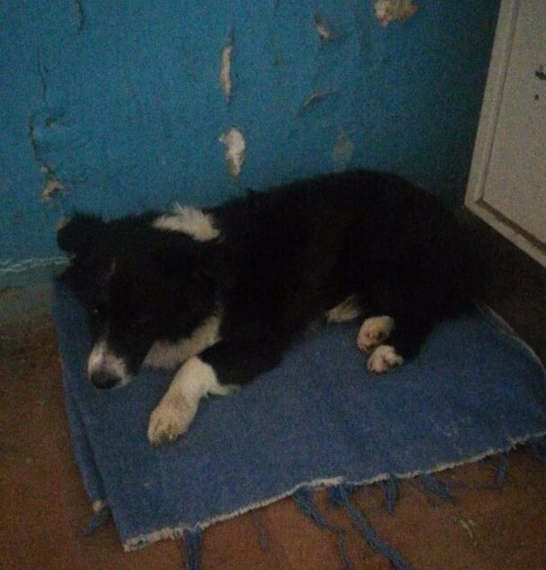 В Твери собака, которую сбил водитель, нуждается в помощи