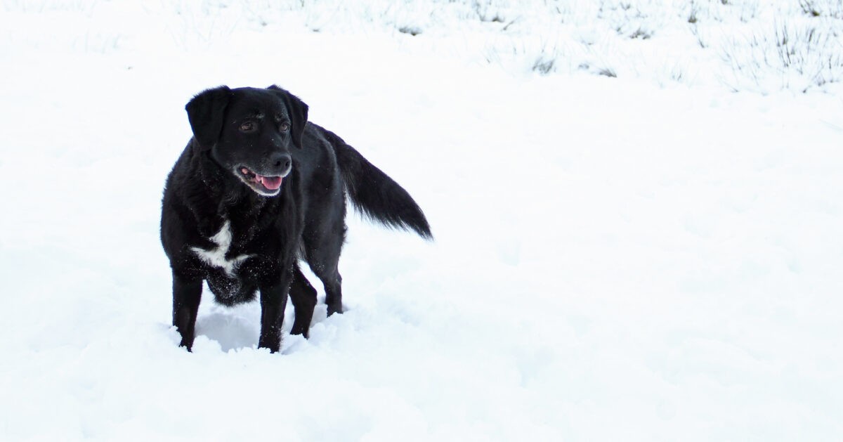 Специалисты проверят территорию жилого комплекса в Твери, где собака укусила девочку