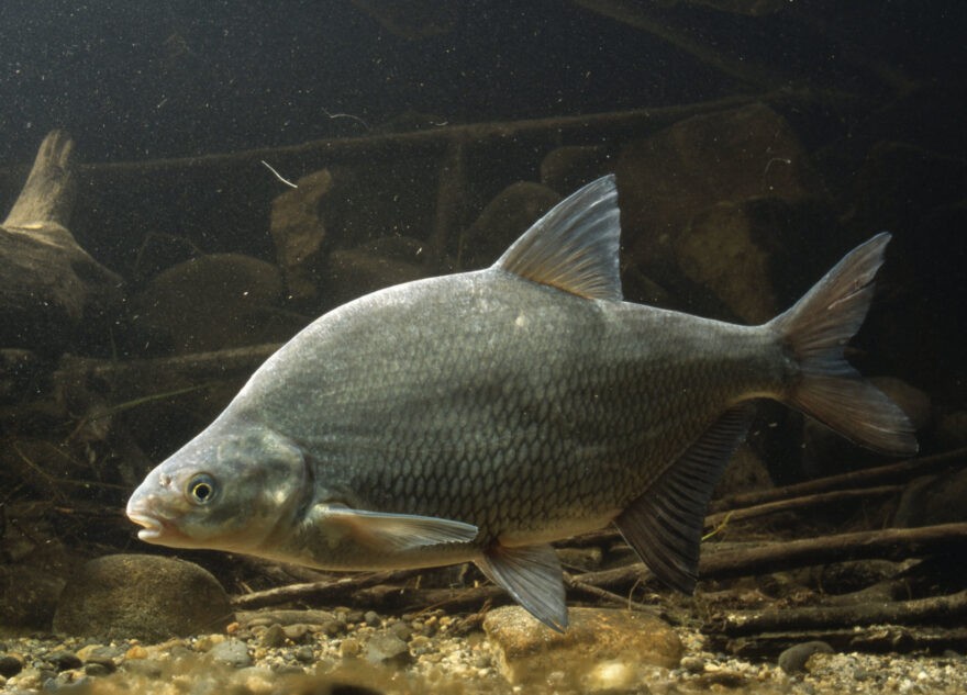 Специалисты Тверской МВЛ выявили в рыбе возбудителей паразитарных болезней