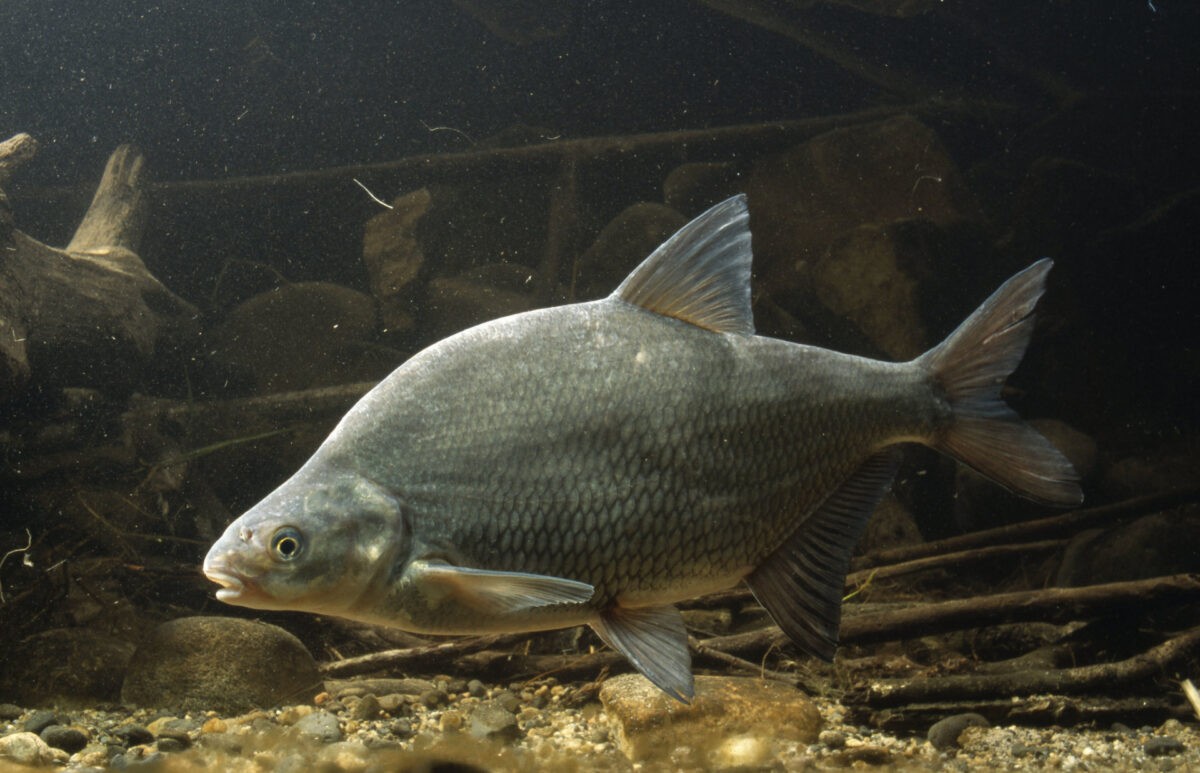 Специалисты Тверской МВЛ выявили в рыбе возбудителей паразитарных болезней