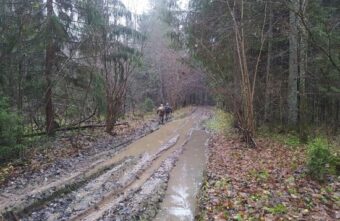 В урочище в Тверской области нашли останки погибших в 1941 году солдат