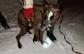 Брошенный умирать на морозе в Тверской области пес нашел дом Брошенный умирать на морозе в Тверской области пес нашел дом