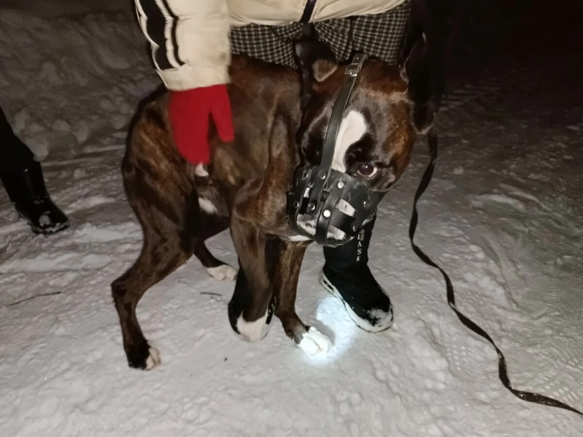 Брошенный умирать на морозе в Тверской области пес нашел дом