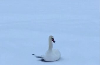 В Тверской области мужчина спас вмерзшего в лед лебедя