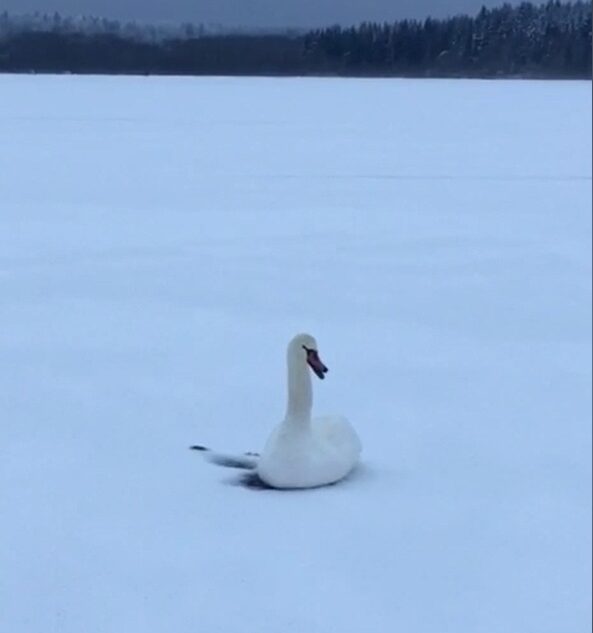 В Тверской области мужчина спас вмерзшего в лед лебедя