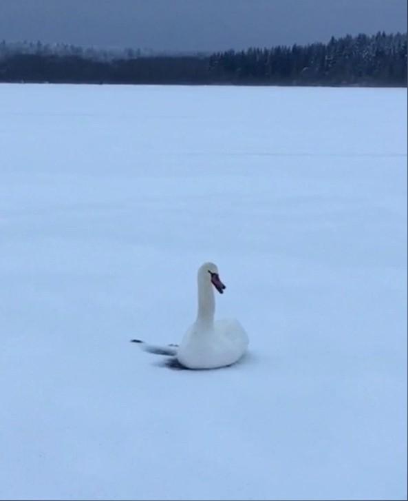 В Тверской области мужчина спас вмерзшего в лед лебедя