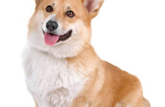 Российская кинологическая федерация назвала самые популярные породы собак в 2022 году