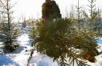 Жителям Тверской области рассказали о последствиях незаконной вырубки и перевозки ёлок Жителям Тверской области рассказали о последствиях незаконной вырубки и перевозки ёлок