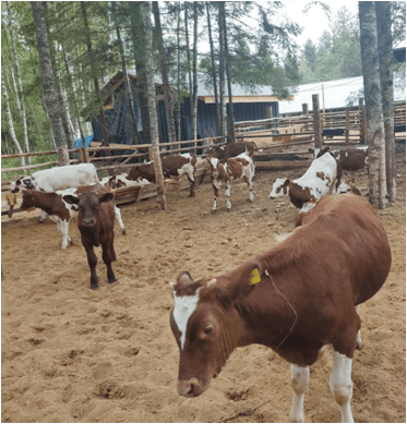 В Пеновском муниципальном округе воплотят в жизнь новый инвестпроект в сфере туризма