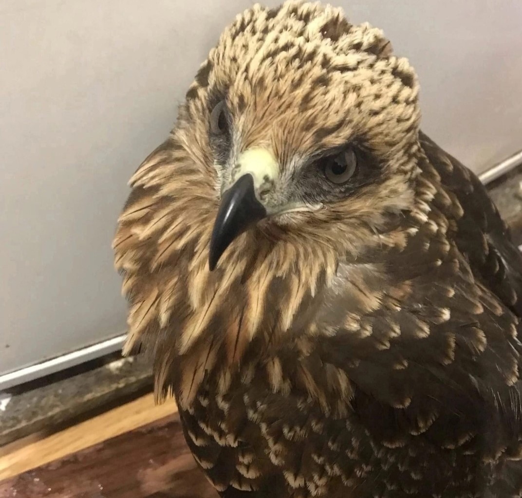 В Тверской области ищут водителя для перевозки хищной раненой птицы