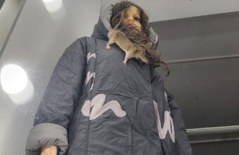 В витрине магазина в Твери прохожие увидели «живой воротник» В витрине магазина в Твери прохожие увидели «живой воротник»