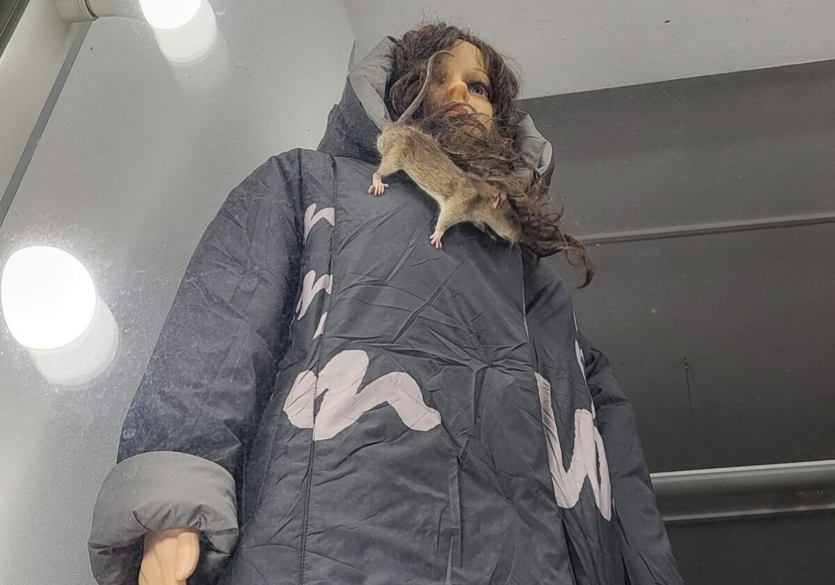 В витрине магазина в Твери прохожие увидели «живой воротник»