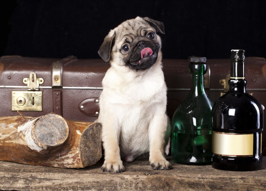 Кинологи советуют ограничить общение выпивших гостей с собакой во время новогодних праздников