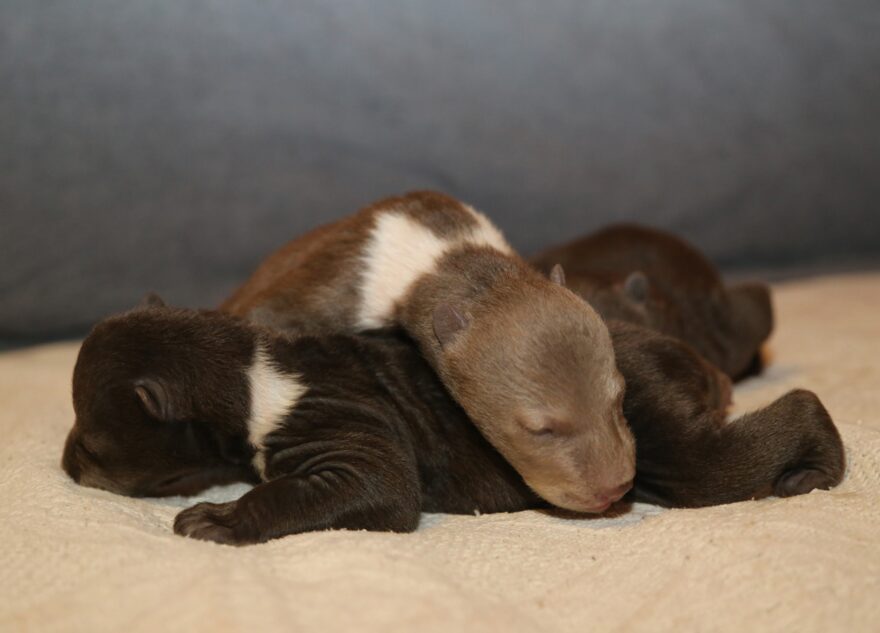 В Тверской области борются за жизнь трех крохотных медвежат