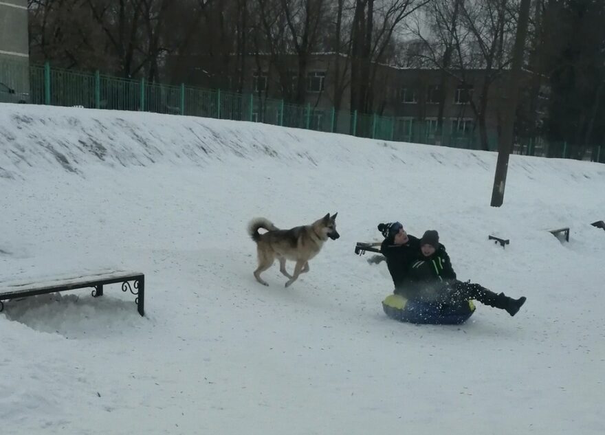 На школьном дворе в Тверской области бегает собака без присмотра