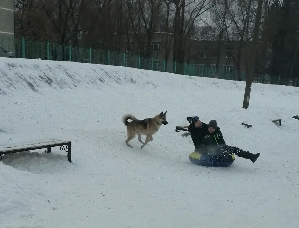 На школьном дворе в Тверской области бегает собака без присмотра