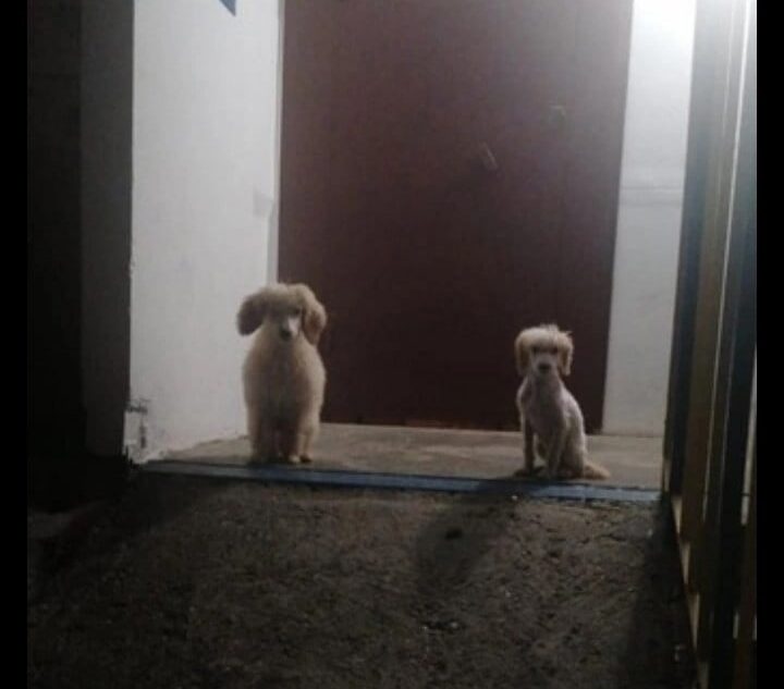 В Твери в подъезде нашли приют две собаки