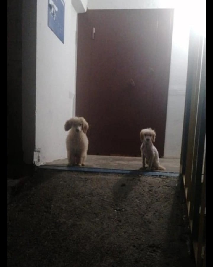 В Твери в подъезде нашли приют две собаки