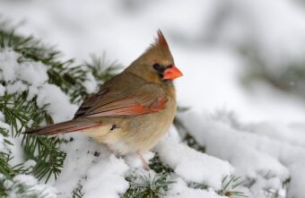 Синоптики рассказали, когда в Тверской области закончатся морозы